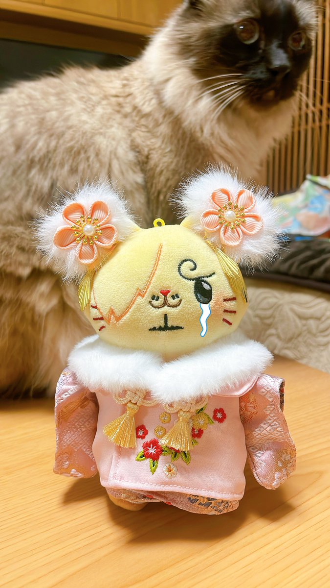 可愛いわね〜〜！あなた！！🥸😿