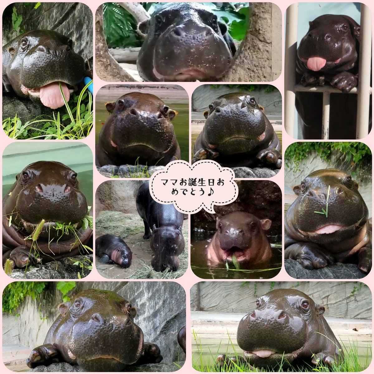 #コウメ ちゃん､1/28は20歳のお誕生日おめでとうーーーヽ(♡˙︶˙♡)ﾉ  子育てお疲れさまです◎
#コビトカバ #神戸どうぶつ王国 #東山動植物園
