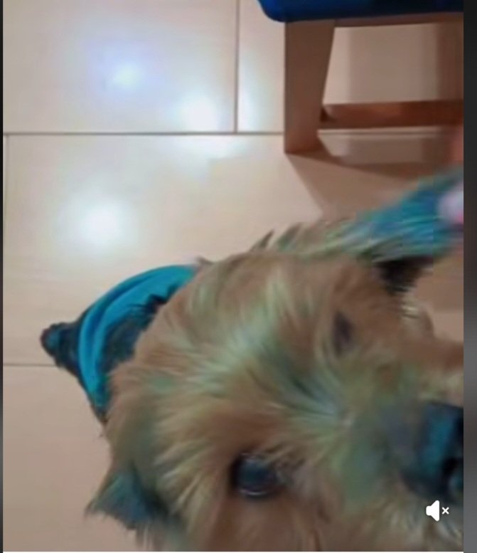 Badajoz 🚨🆘️🚨
Es Mon de 11 años,su dueño ha muerto y esta triste🥺,su dueña no ha muerto pero tiene demencia y le pega mucho 😥
No le sacan de casa,esta muerto en vida,mueve su colita si le das cariño.
Te animas a acogerlo hasta que le salga adopcion?🙏🙏🏿
👉Whatsapp 681805388