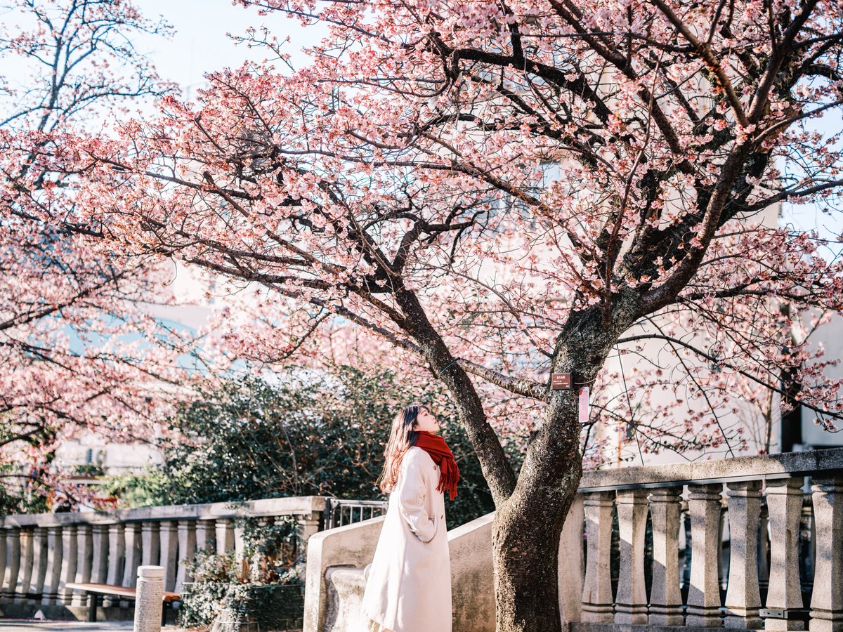 日本で最も早咲きの桜