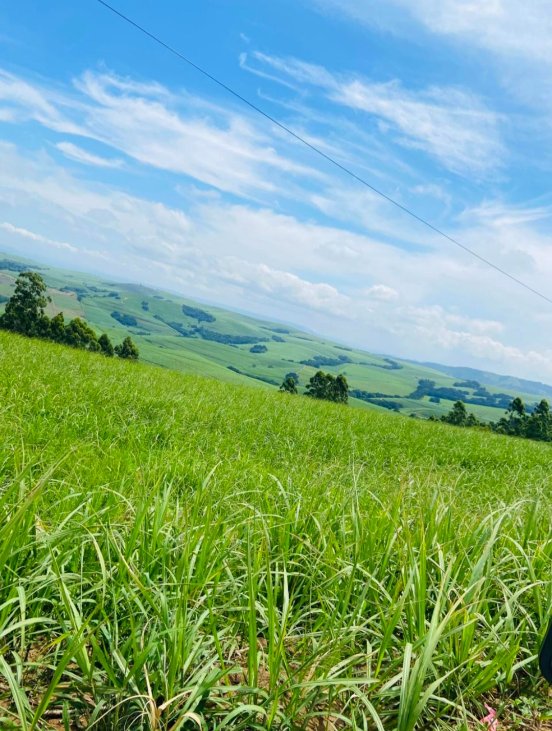 teeBhelekazi's tweet image. The lush green field of grass stretching into rolling hills under a bright blue sky with wispy clouds. 😍🔥 nature is so beautiful!!!!