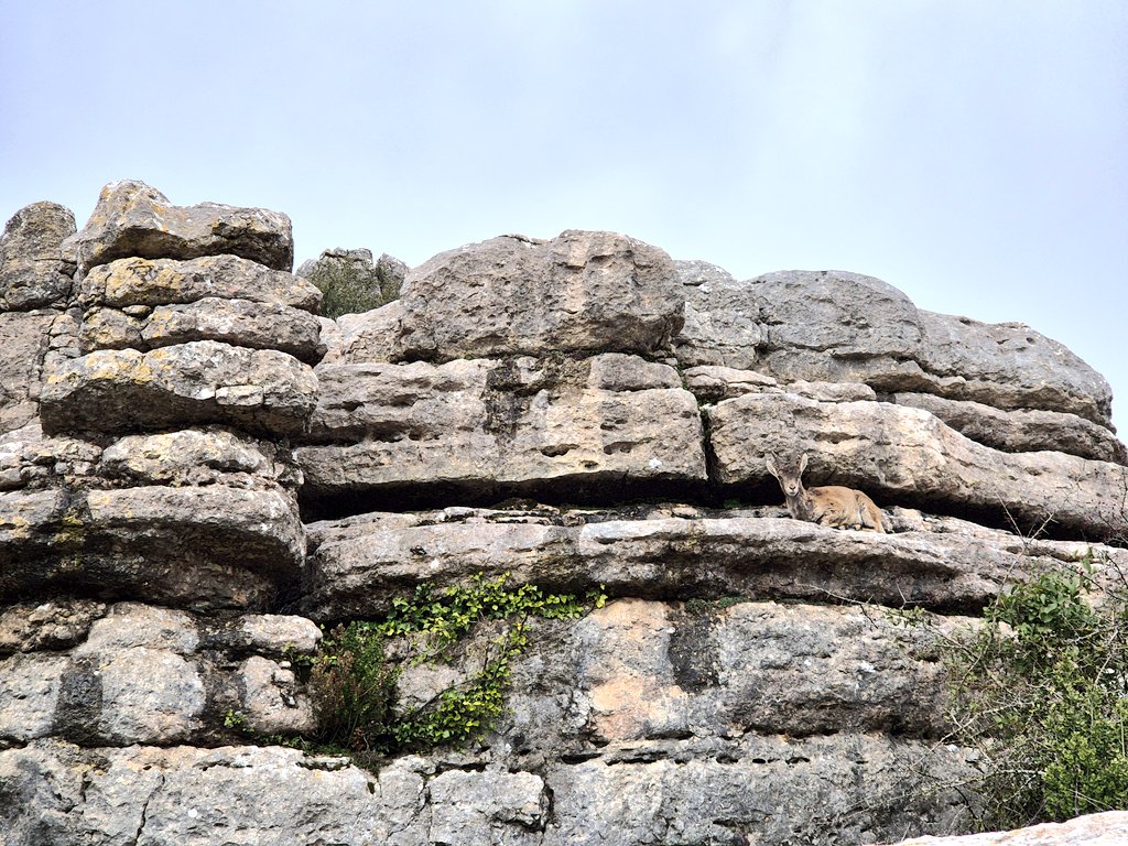 RemcoRavenhorst's tweet photo. Trip naar #Sevilla afgesloten in het nationale park #Torcal vlakbij Malaga. Supermooi. Maar omdat we er waren in de 5 dagen dat het regende ook superglad. Normaal is het grootste gevaar uitdroging 😆. Mooi om te zien. Nu lekker ontbijten in de zon en dan weer naar huis. 👋 #UEL https://t.co/kudmeQAnM3