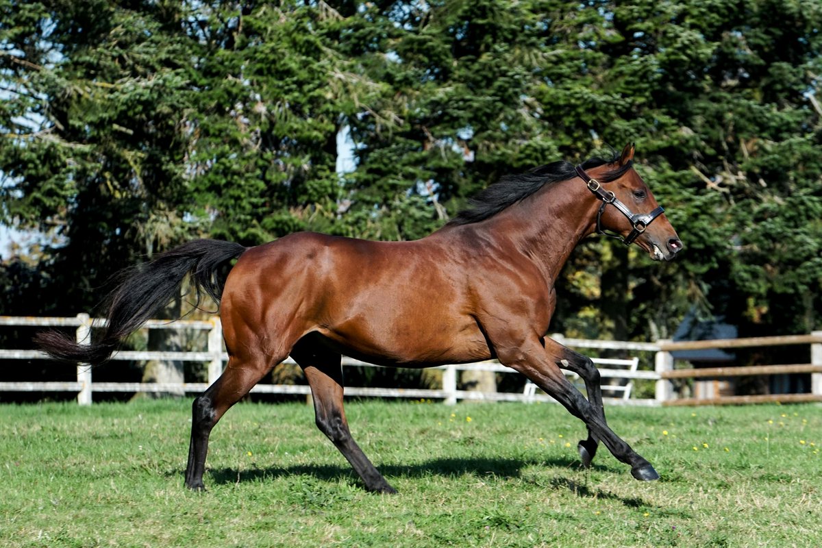 Racing Post Bloodstock tweet media