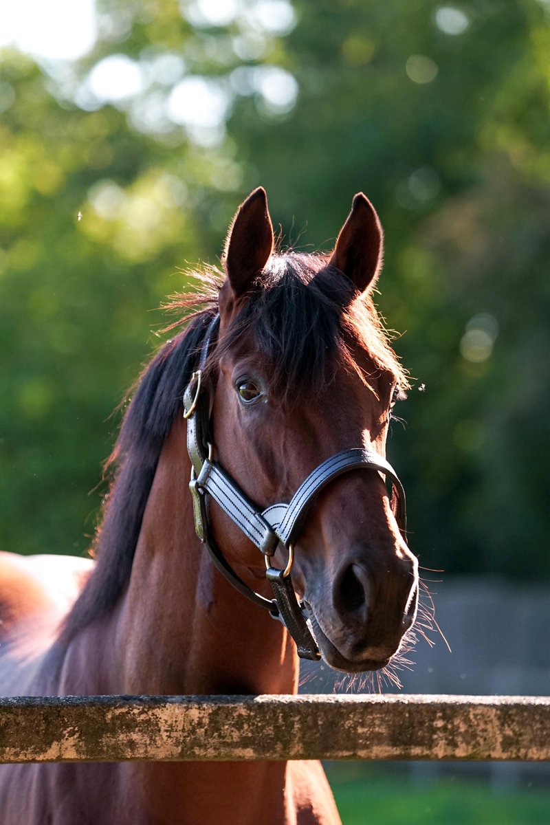Racing Post Bloodstock tweet media