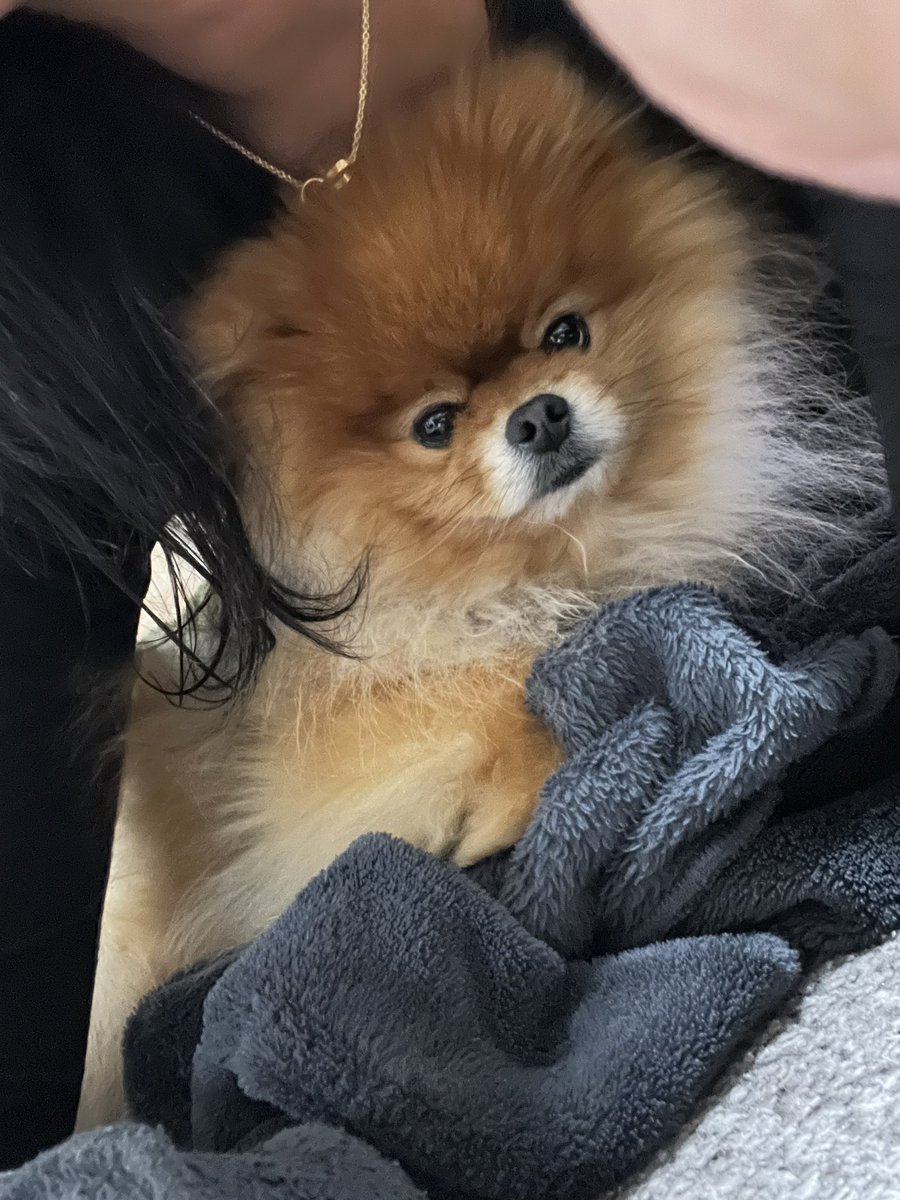 ✳️POME POME ぷりん✳️ (@690690moaa) / Posts / X