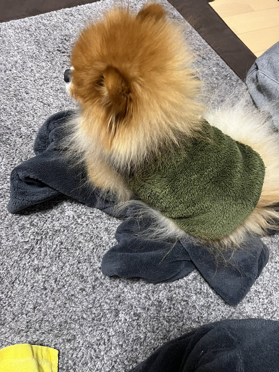 ✳️POME POME ぷりん✳️ (@690690moaa) / Posts / X