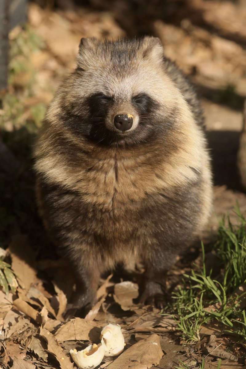 タヌキ愛好家の七倉/喪中/1/30～2/1たぬきのつどい5・さ7