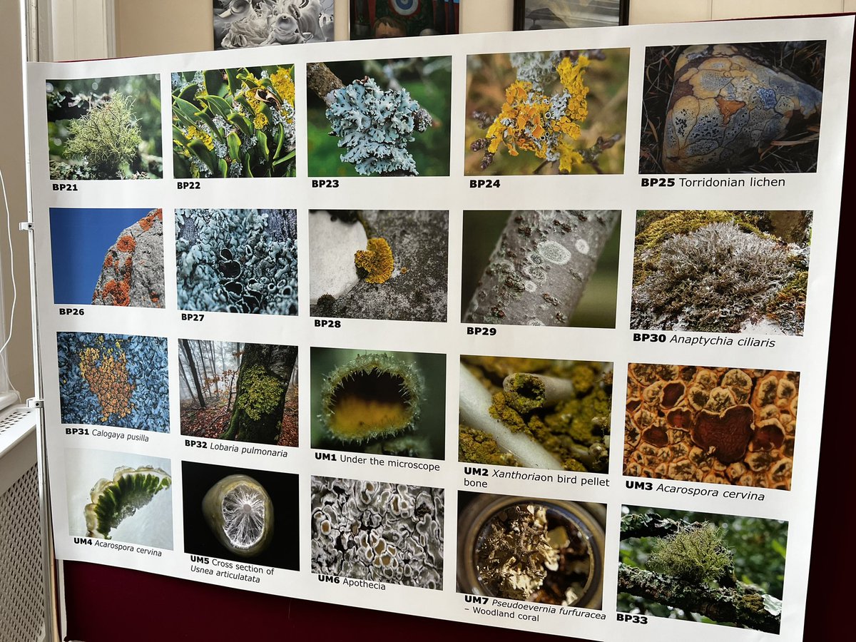 The British Lichen Society tweet media