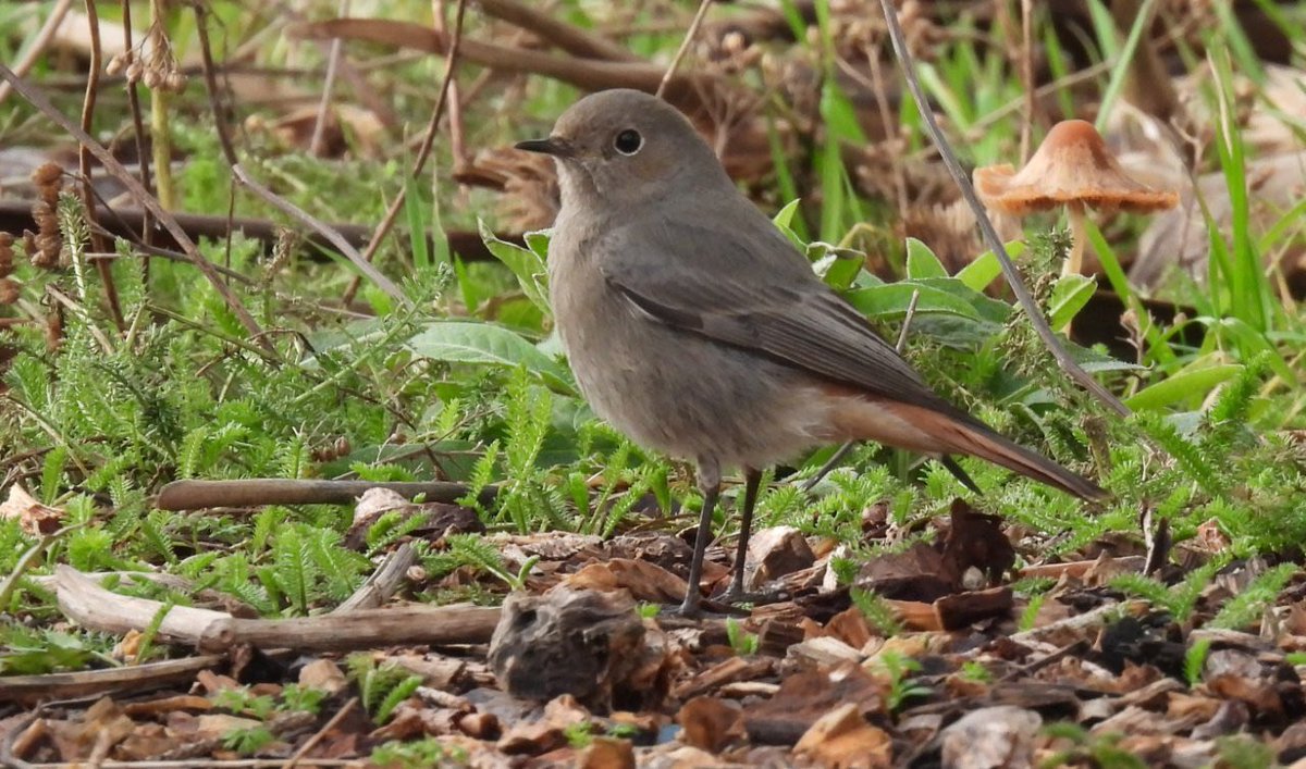 EcolaEvans's tweet photo. Popped to Seaton to see the Redstarts & Siberian Whitethroats. Bonus female Blsckcap too👍🏼 @_BTO @DevonWildlife #DevonBirds https://t.co/xeS5zlUgfS