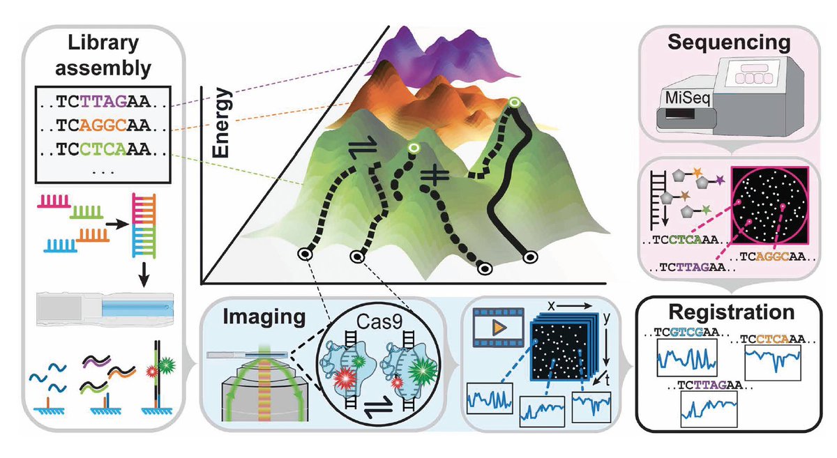EricTopol's tweet photo. A tour de force single molecule review @ScienceMagazine 
"the ongoing convergence of two foundational technologies in modern biology: sequencing and single-molecule biophysics......we are now poised to interrogate complex biological phenomena with previously
unattainable depth and precision."
https://t.co/GNpNYSWSMS