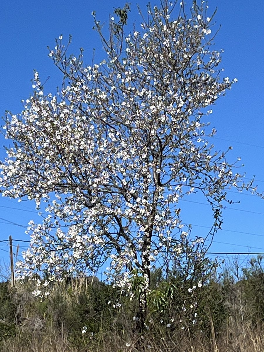 on_scouting's tweet photo. Ya florecen los almendros de #CanTrons #SerraladaMarina #Badalona https://t.co/UwUy3V4Q8m