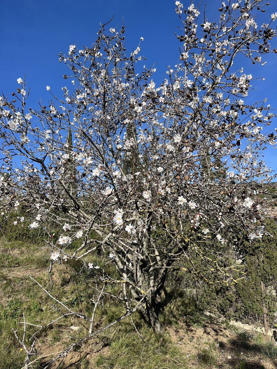 on_scouting's tweet photo. Ya florecen los almendros de #CanTrons #SerraladaMarina #Badalona https://t.co/UwUy3V4Q8m
