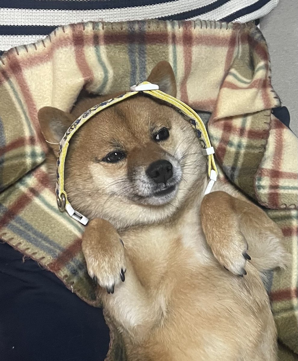 これカチューシャだってさ🫩 #豆柴 #柴犬