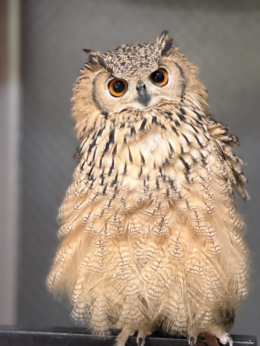 我らが魔王様はどうなんでしょ