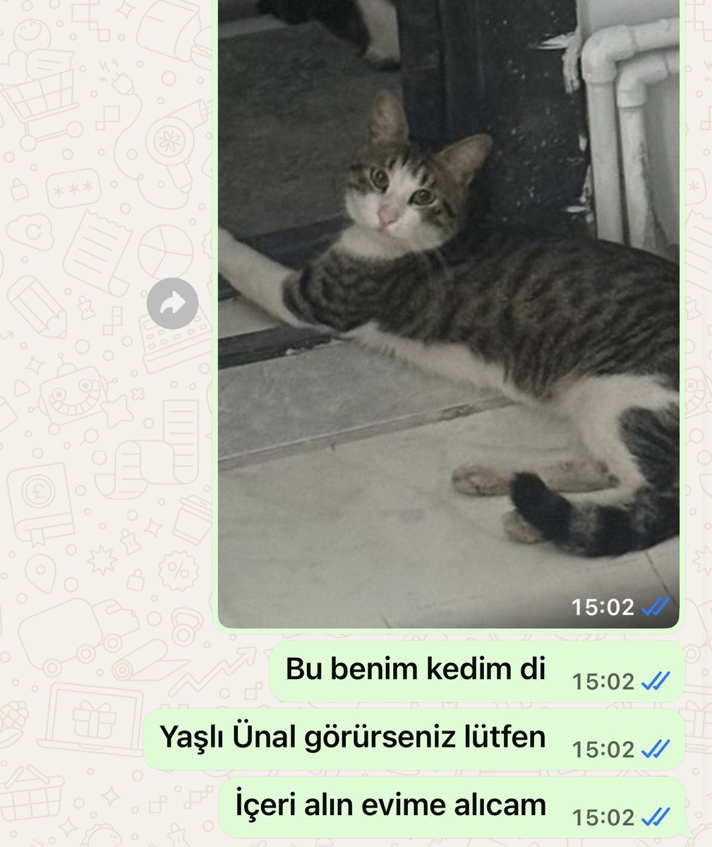iremhan016's tweet image. #kayıp #kedi #ordu #cumhuriyet