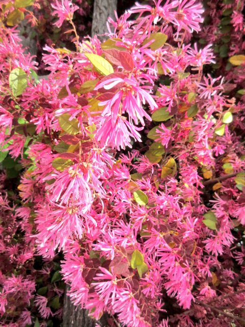 確認どうぞ♥オビフォルメ錦ひまわり紅頬科です。 今月もお疲れ様でした。 良い睡眠を🌙💤 1月31日（土） お休みの花