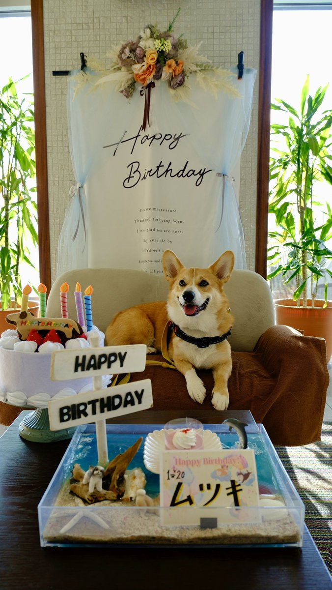 むつき(コーギー) (@dai2503) / Posts / X