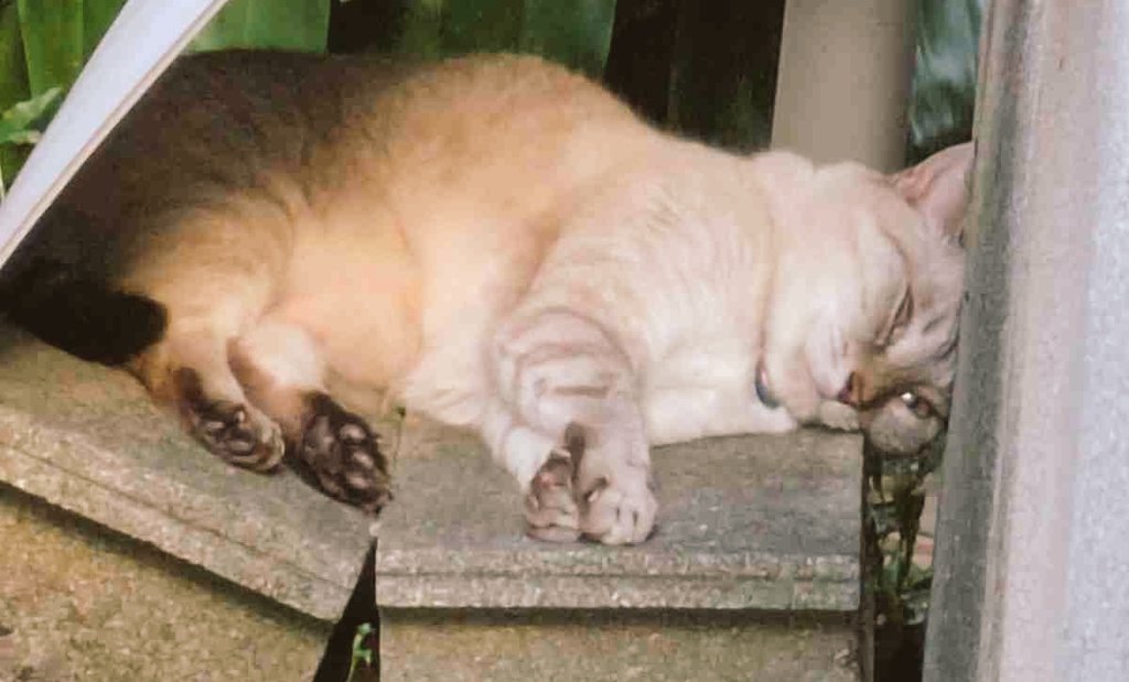 あーせんきょは
ゆーつになる。
けっきょくたすうがかつし
はあ、ヤダヤダ。