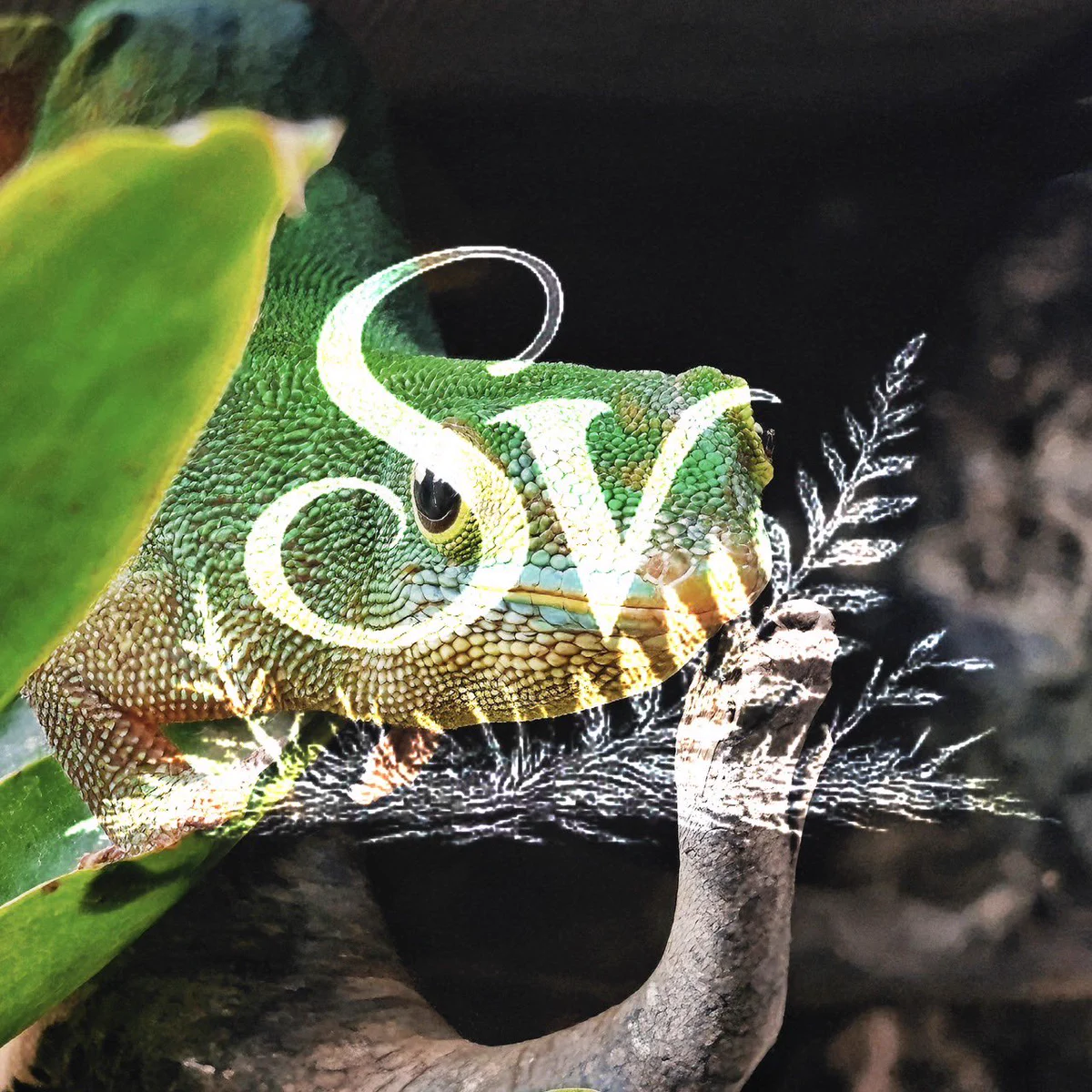 蝉 (@seminonakigara) / X
