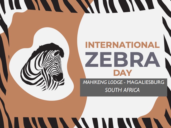 #ZebraAwarenessDay 
#zebraawarenessday