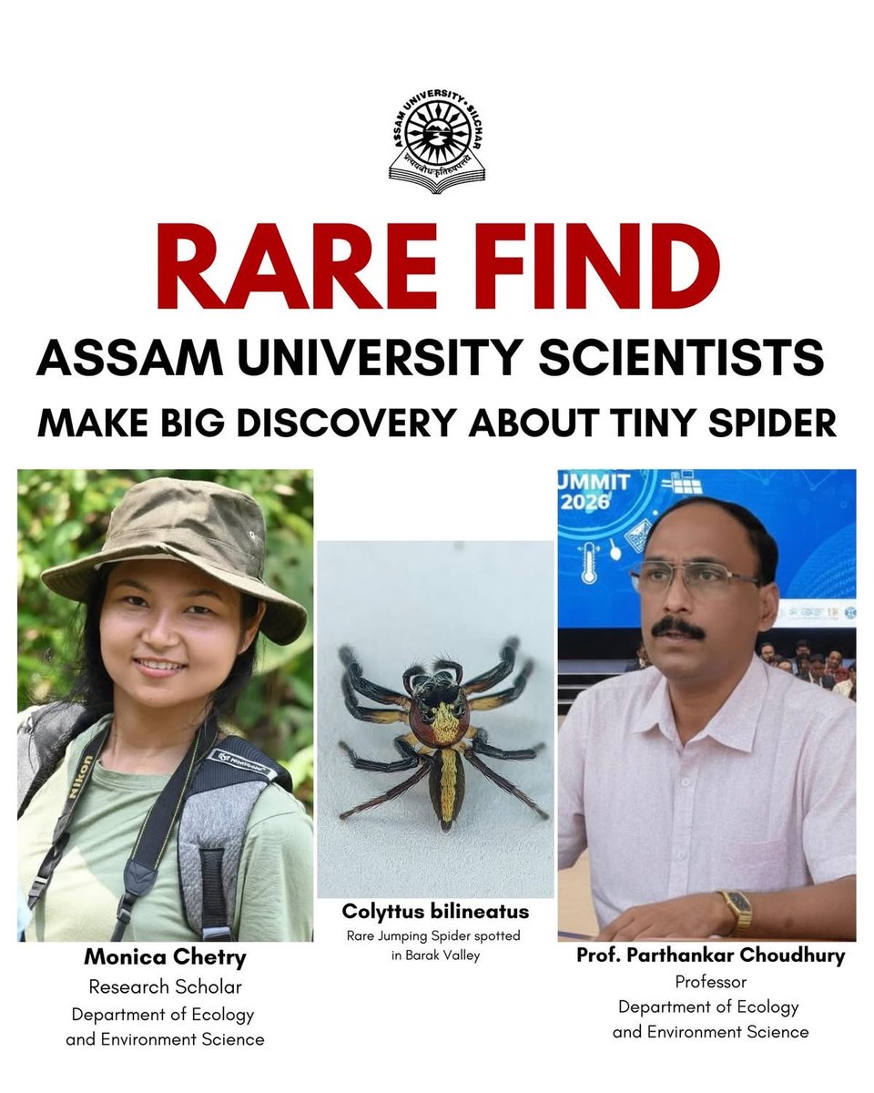 Dipayan_Silchar's tweet photo. Heartiest congratulations to Prof. Parthankar Choudhury and his team from Assam University, Silchar 👏

The discovery of the rare jumping spider Colytus bilineatus in the Barak Valley is a commendable scientific achievement and a proud moment for Assam. This important contribution highlights the region’s rich biodiversity and the team’s dedicated research efforts. Best wishes for many more such successes ahead.
