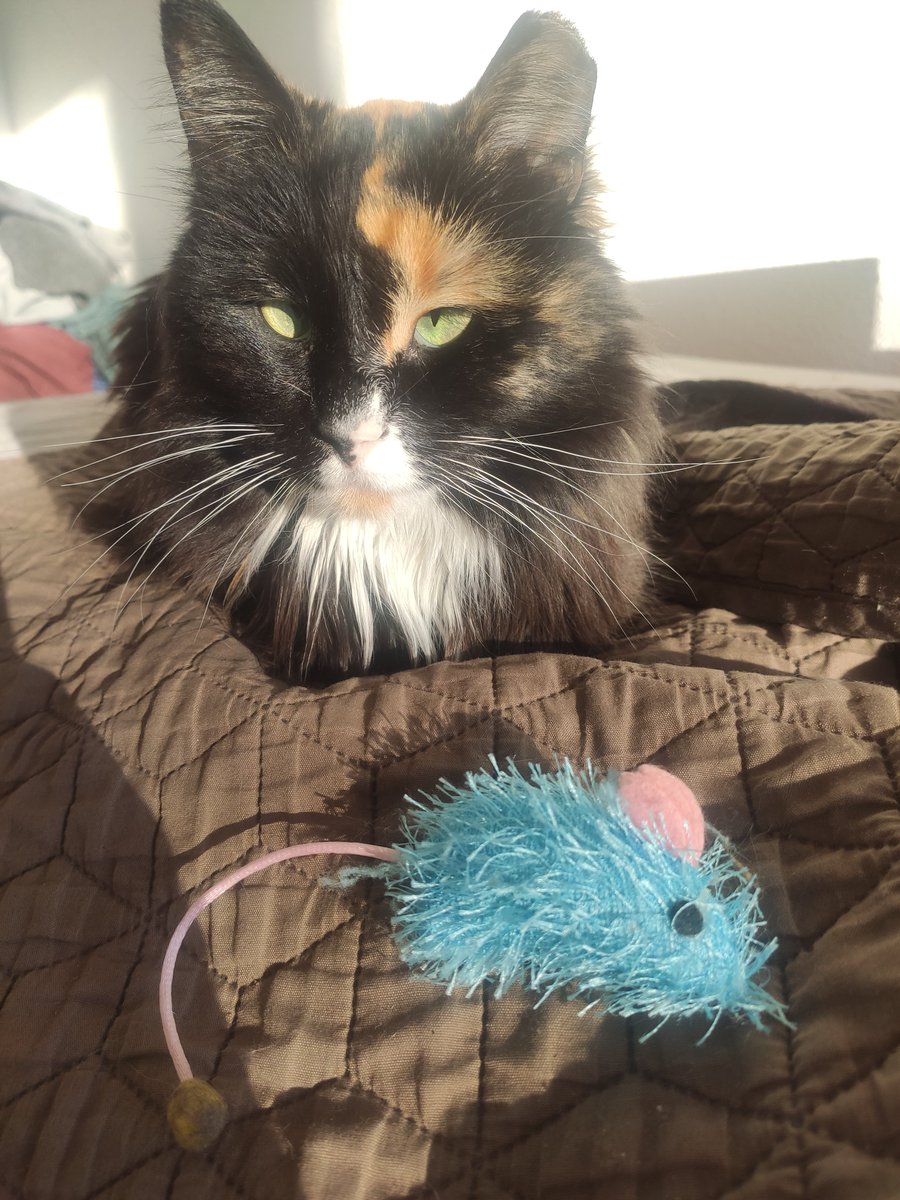 Are you jealous of my catnip mouse? 😏