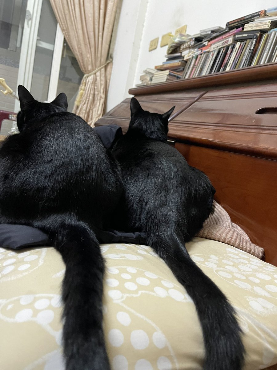 Kán Tì-hô (@chigou) on Twitter photo 