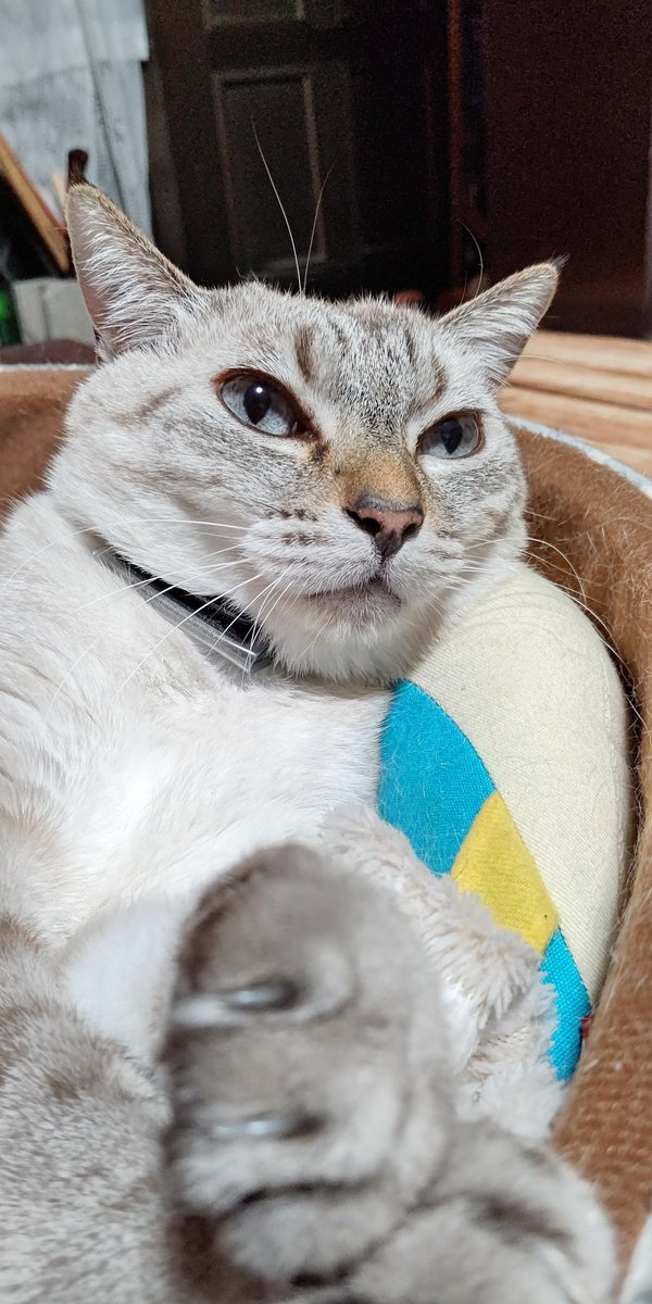 よく見たら爪が出てる
Σ(； ･`ω･´)