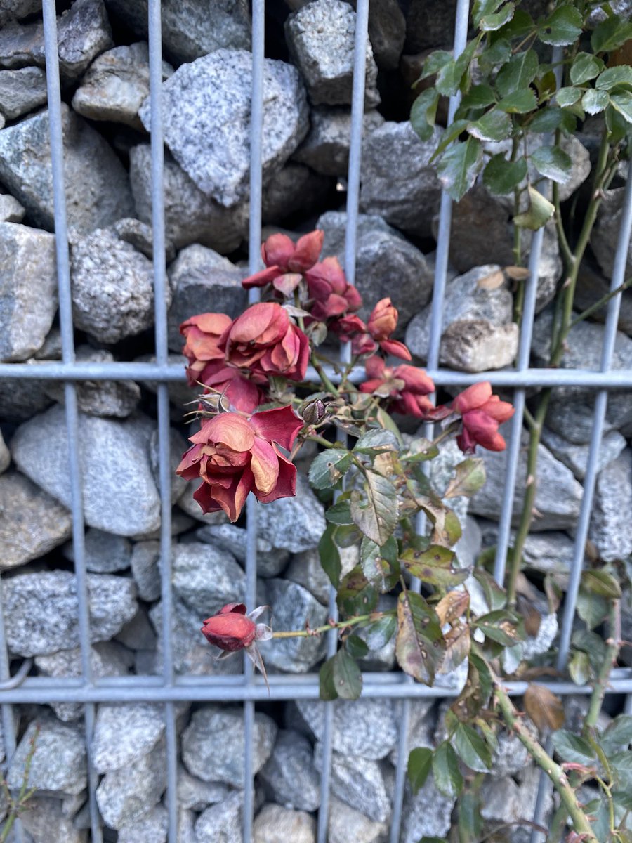 Sonia Zuccaro tweet media