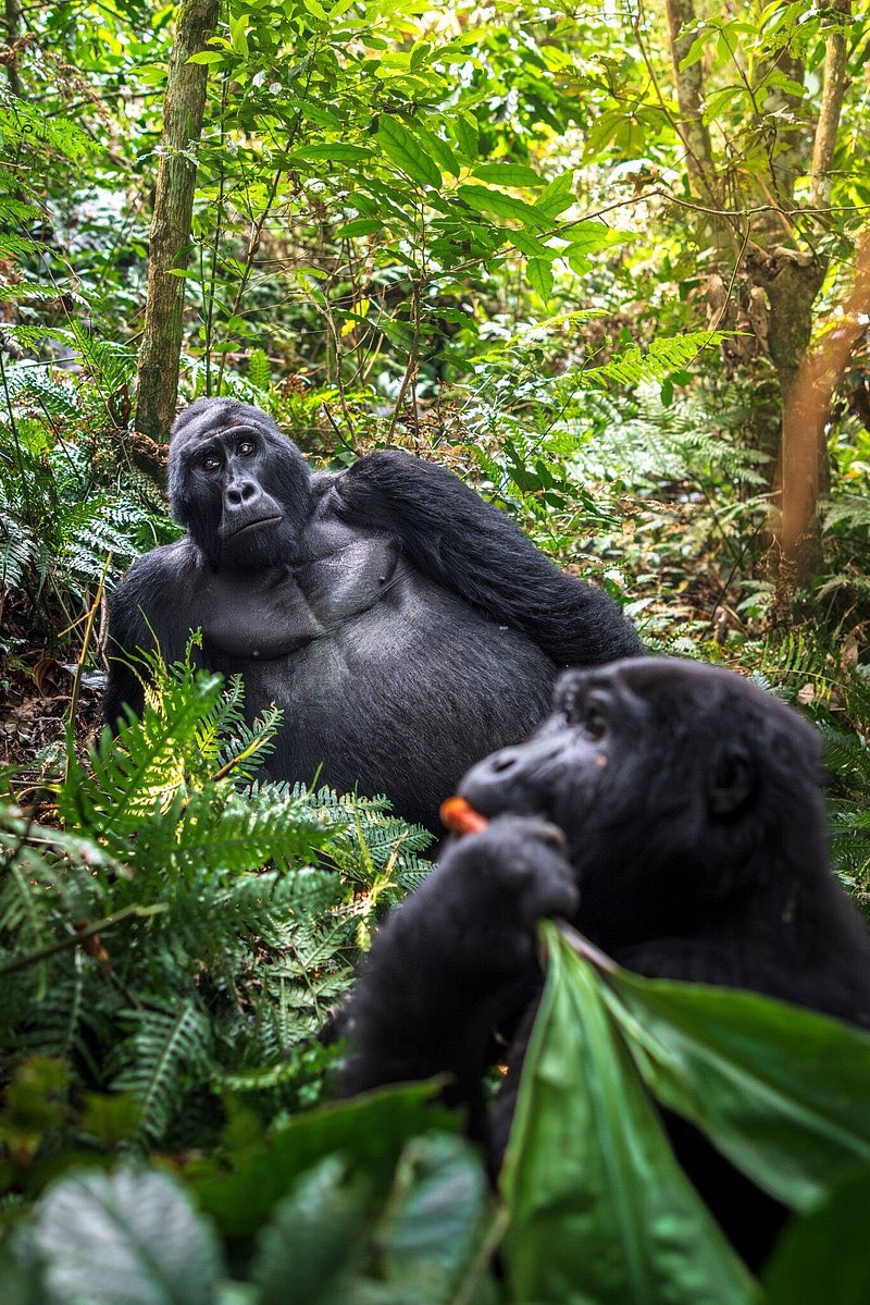 Gorilla Trekking in Bwindi Impenetrable Forest National Park Uganda 🇺🇬.

You need a minimum of 3 Days to visit and see Mountain Gorillas with us @ecoadventuresafaris 🦍 in Bwindi Impenetrable Forest National Park Uganda 🇺🇬 your trip starting and ending in Entebbe, Uganda or