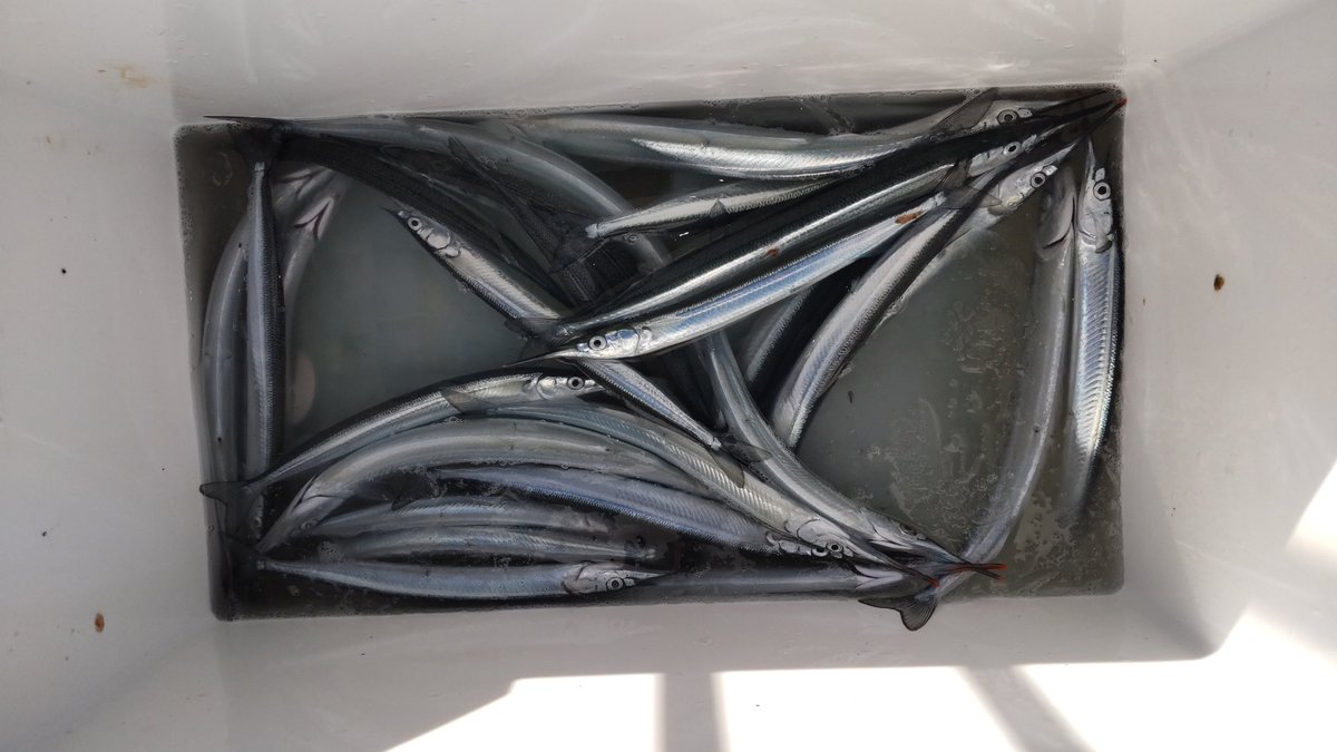 表層のフカセ釣りのいい練習になったけど、今日のはみんなちっこかったな(•ᴗ•; )
釣りに飽きてお隣に入った初心者さんにレクチャーして、釣ってくれた時がいちばん嬉しかった〜⸜(*˙꒳˙*)⸝

釣りの楽しさをもっと多くの人に知って欲しいなぁ(*'ω' *)

 #鹿島港魚釣園
 #フカセ釣り
 #サヨリ