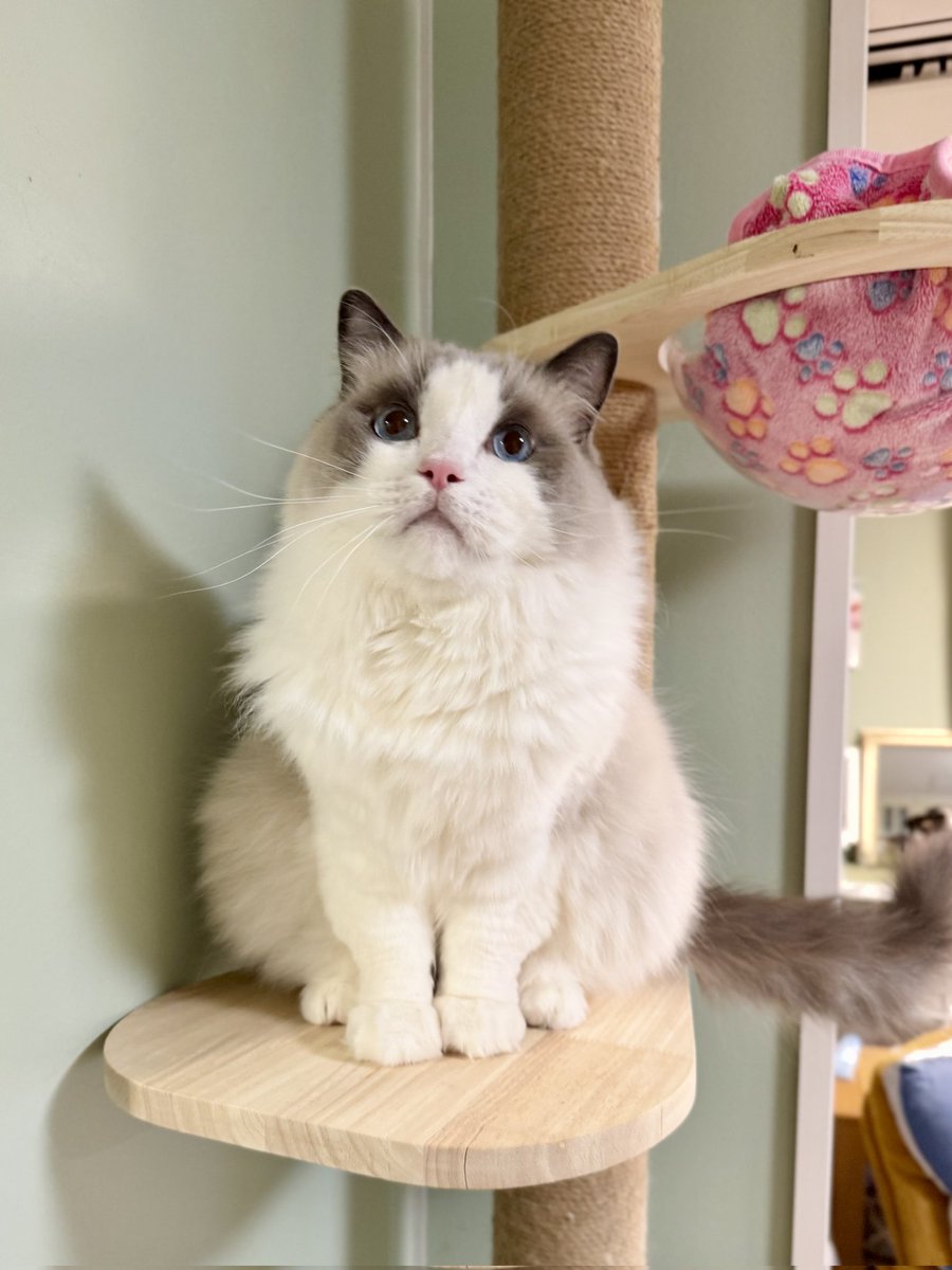 ニャ😽✨ #1720日目