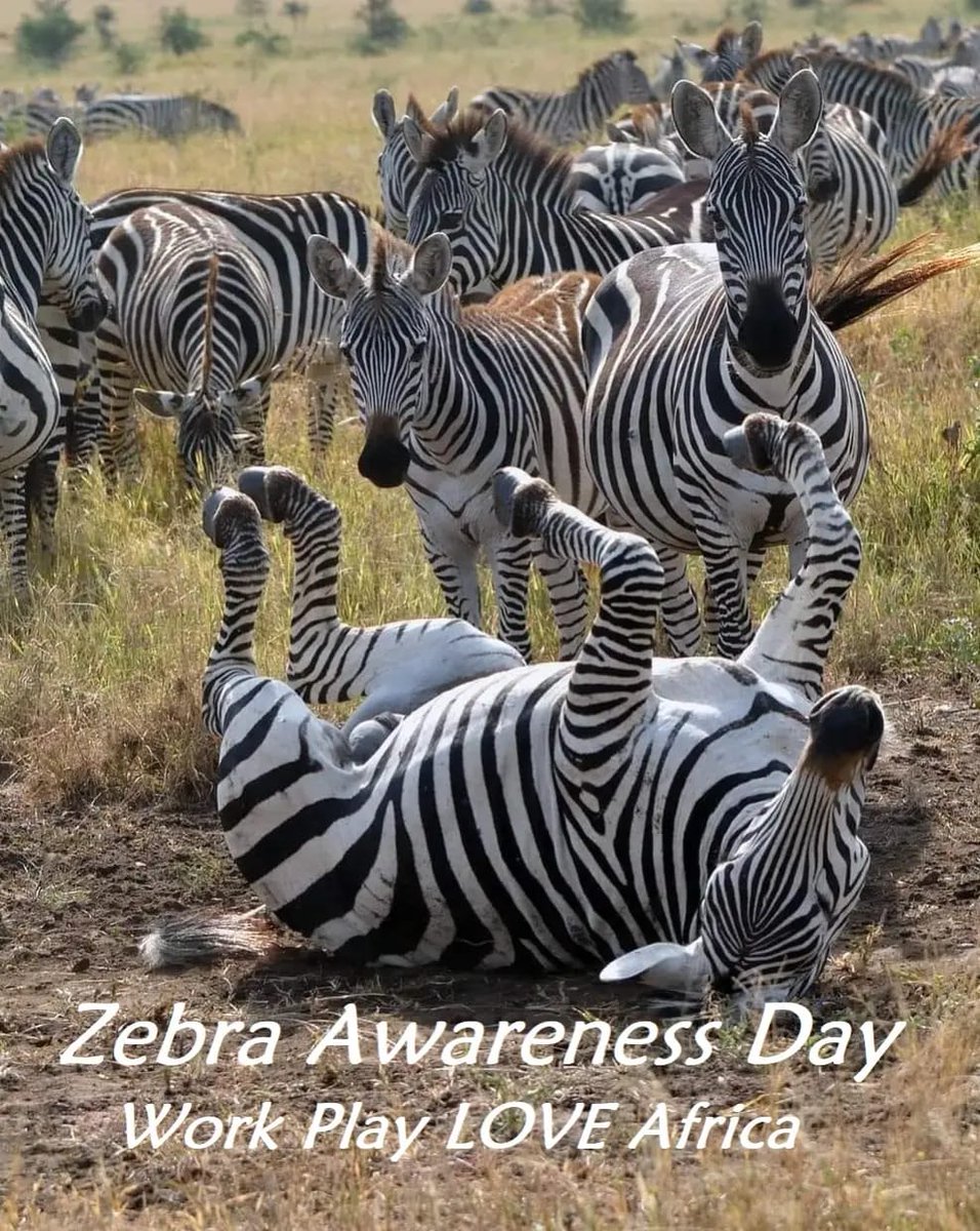 WorkPlayLo2355's tweet photo. #ZebraAwarenessDay 
#zebraawarenessday https://t.co/0AZ06h18Le