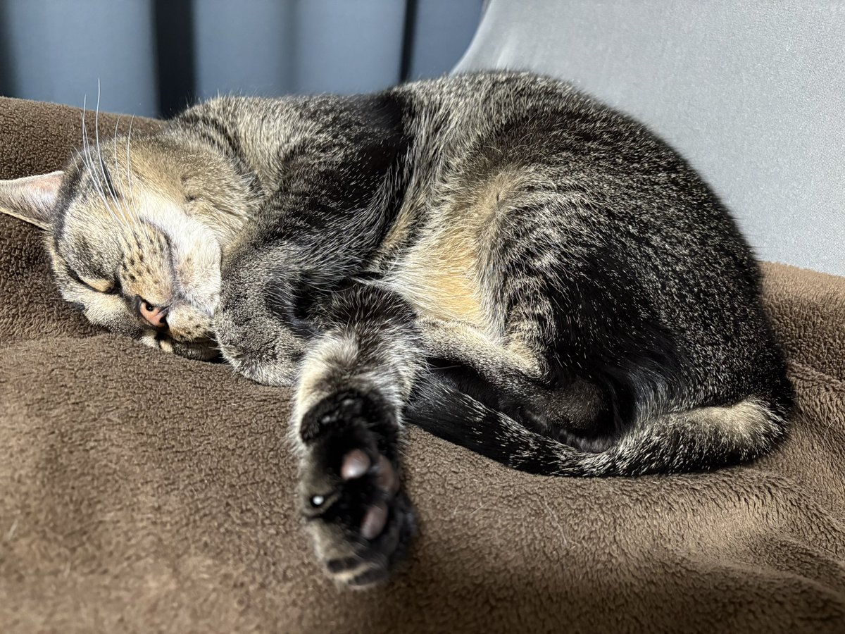 📌𝕏コミュニティ𓃠猫၈集会場𓃠今日のニャンコ🐱