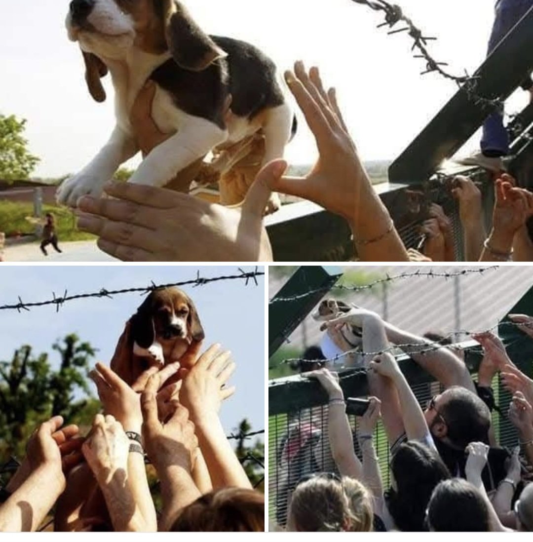 PBE 🦔🌳🐤🐾 tweet media