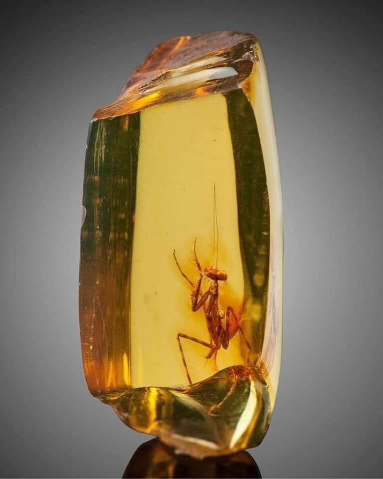 BiancoDavinci's tweet photo. This is a 30 million-year-old Praying Mantis, encased in Amber. https://t.co/K2tOEtTKrv