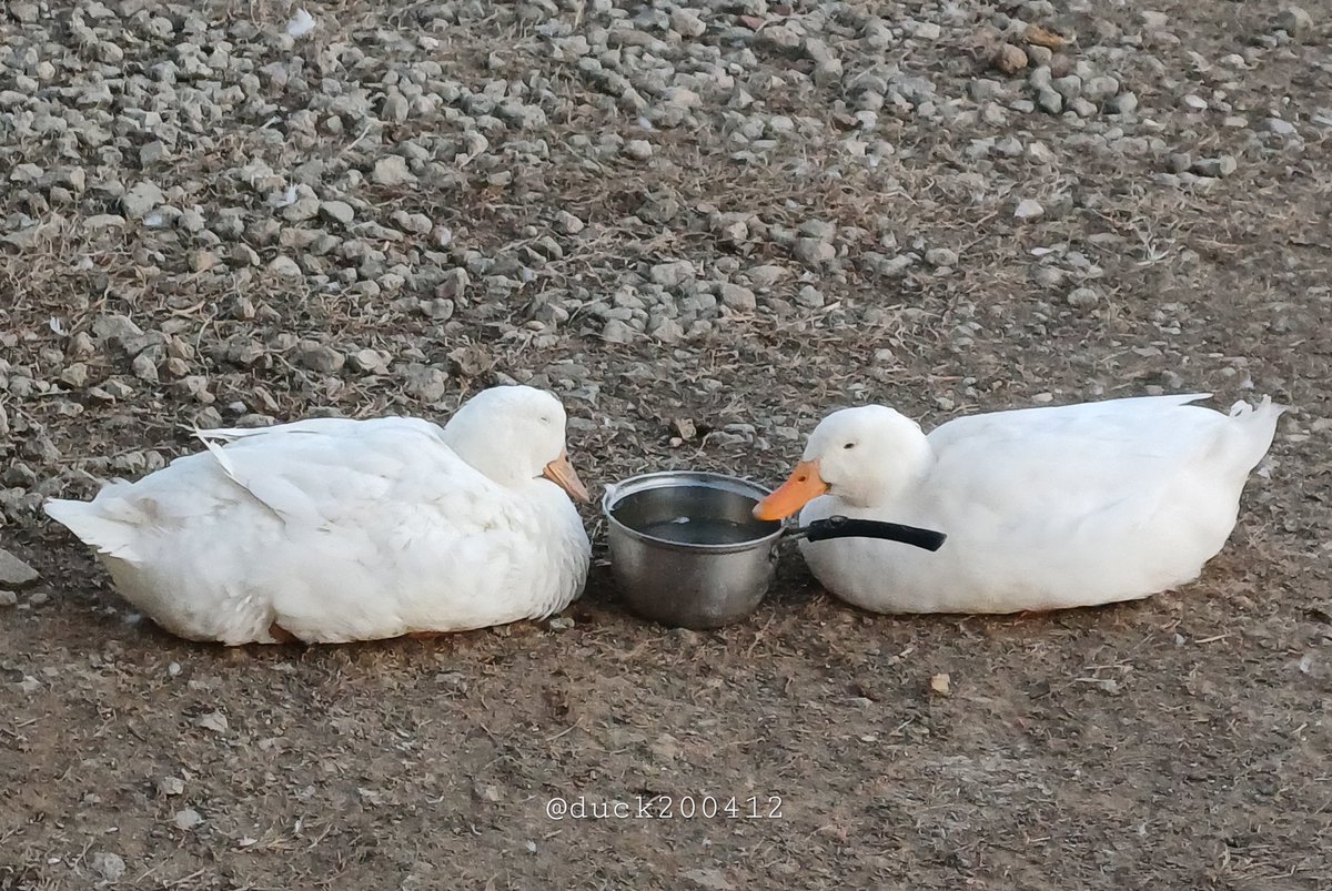 💤
물그릇 앞에서 졸기