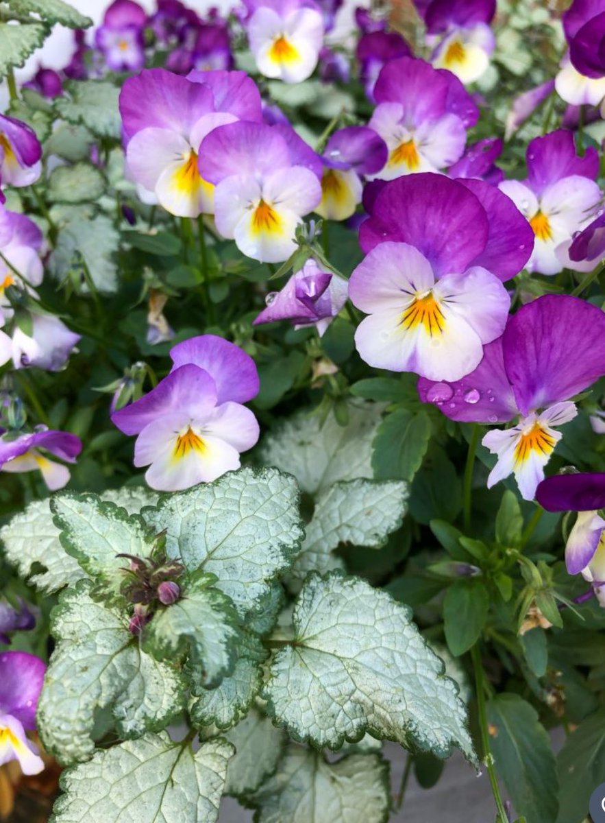 Hello beautiful
 February 💕 
جاتی سردی کی شام میں 
بہار کی خوشبو رچی ھے