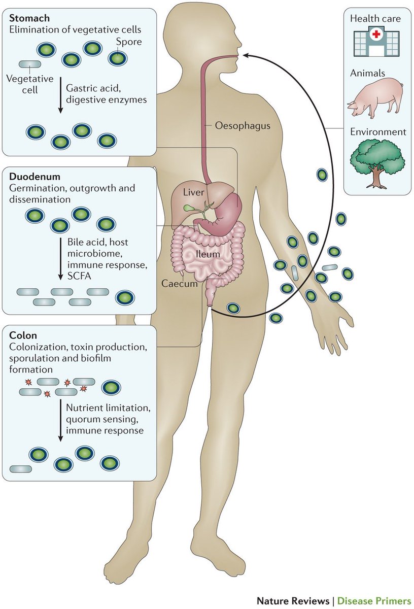 DraWataru's tweet photo. Clostridium difficile infection | Nature Reviews Disease Primers

(https://t.co/lIg2TOJa6B) https://t.co/AxGChdnySu