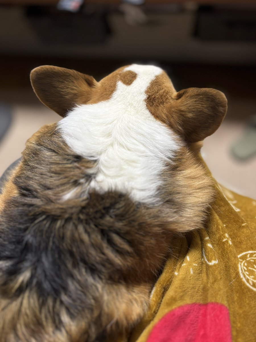 膝の上のわんこ #コーギー