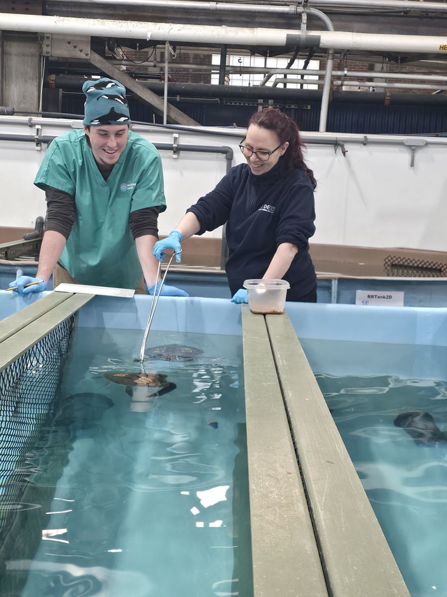 Welcome2Yorks's tweet image. Team from Hull assist turtle rescue mission in the USA: yorkshire.com/hull/inspirati… #turtles #marine #sealife