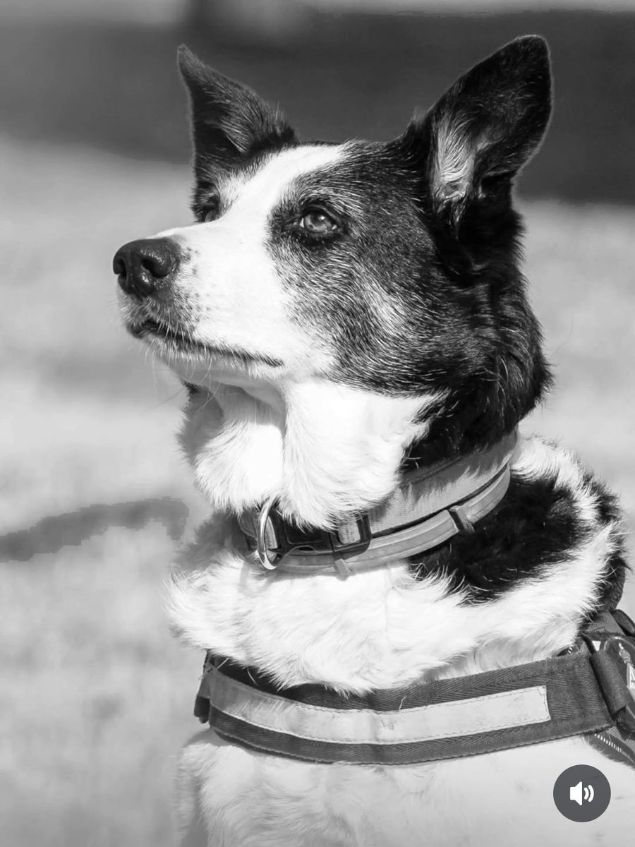 Descansa en pau TACA. 8 anys de servei a la ciutat de Barcelona. Et trobarem a faltar.