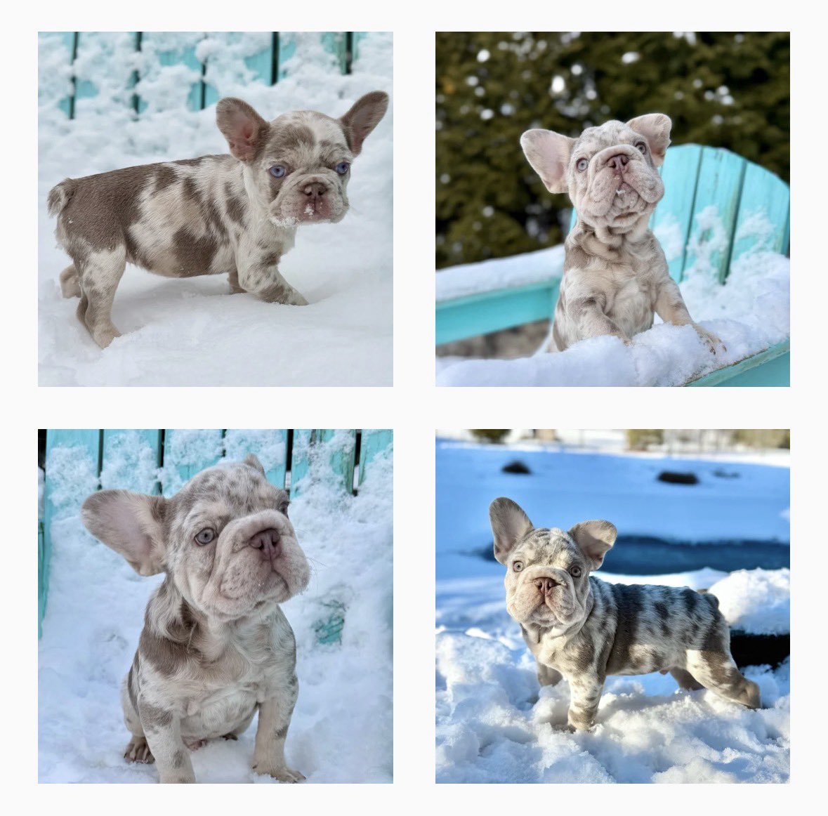 Speedwell Forge French Bulldogs tweet media