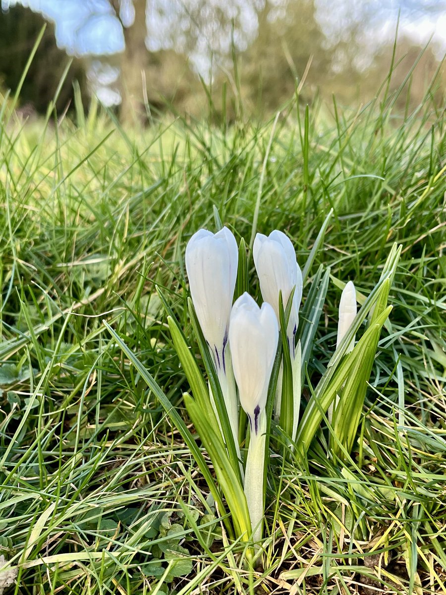 FloralRainbowAW's tweet photo. Signs of Spring in the cemetery on our #MiddayWalk flock of finches & t*ts in the trees, and a Robin singing 🎶🥾 https://t.co/yXkppjYj1E