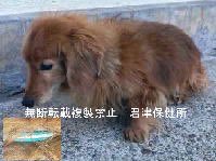 🆘緊急🆘#収容犬
🆘掲載期限2/6(金)#ミニチュアダックス
1/30(金)#千葉県 #木更津市 #万石
ノミ取り首輪
#茶♀#ミニチュアダックスフンド
📲君津保健所🙇🏻‍♂️
#迷い犬 #迷子犬 #保護犬 #犬 #イヌ #いぬ #dog #袖ケ浦市 #袖ヶ浦市 #木更津 #巌根 #袖ケ浦 #岩根 #八剱八幡神社 #三井アウトレットパーク木更津