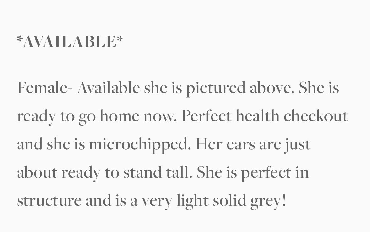 Speedwell Forge French Bulldogs tweet media