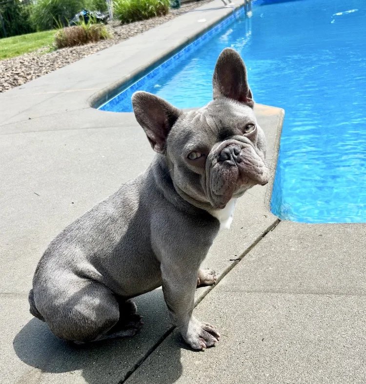 Speedwell Forge French Bulldogs tweet media