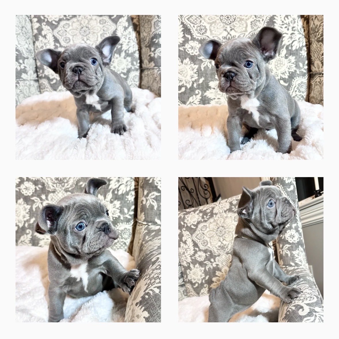 Speedwell Forge French Bulldogs tweet media