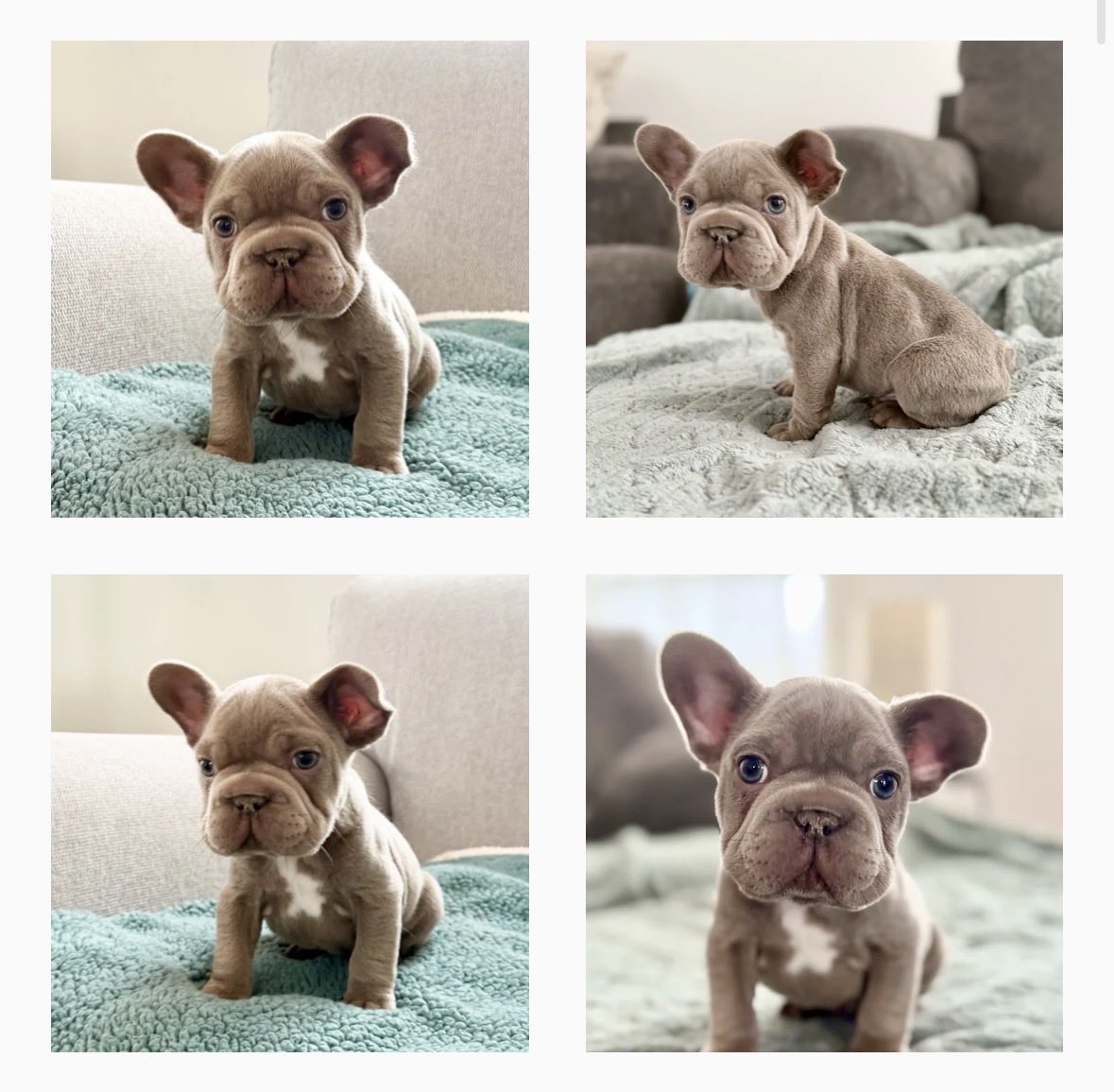 SFfrenchies's tweet photo. Meet “Nick” - a beautiful Isabella ready for a forever home 🥰🐾! https://t.co/UY7ZYX4b1T