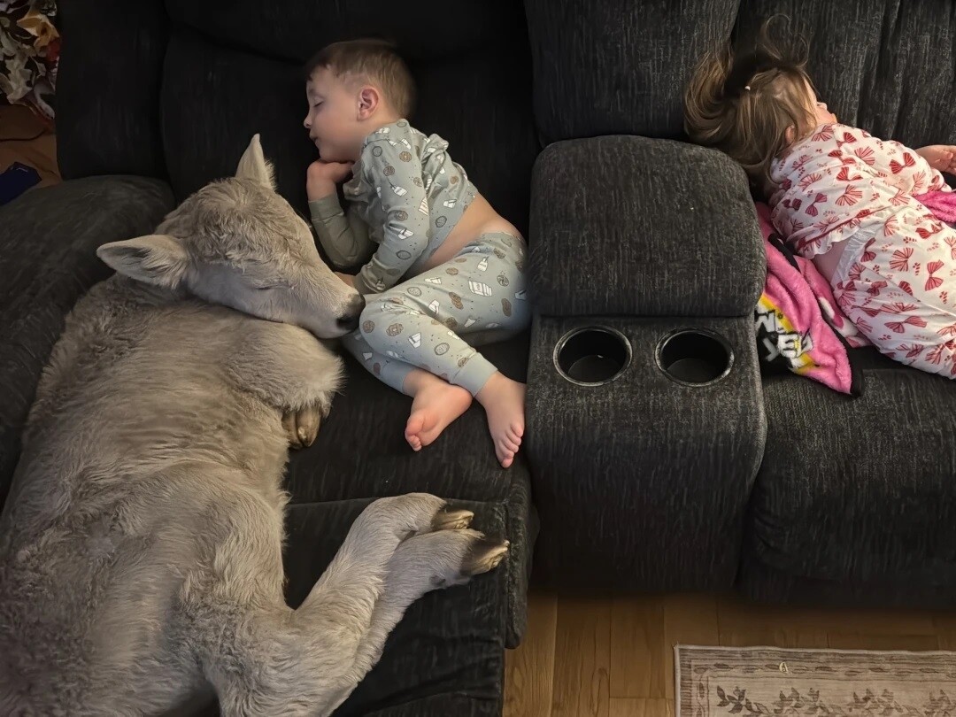 🇺🇸🐄❄️💚 SMILE |  En pleine tempête hivernale, une famille du Kentucky a accueilli… un veau nouveau-né sur son canapé. Né en plein froid, couvert de glace, le petit veau a été réchauffé au sèche-cheveux dans le salon familial avant de retrouver sa mère.